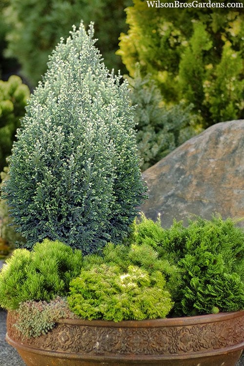  Snow White Lawson's Cypress (Chamaecyparis Lawsoniana) - 5 Gallon Pot 