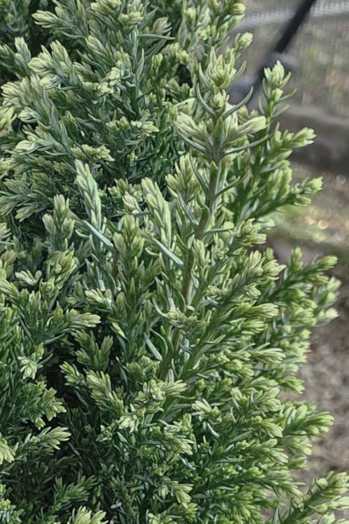  Snow White Lawson's Cypress (Chamaecyparis Lawsoniana) - 5 Gallon Pot 