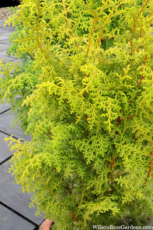 Spirited Golden Hinoki Cypress - 3 Gallon Pot