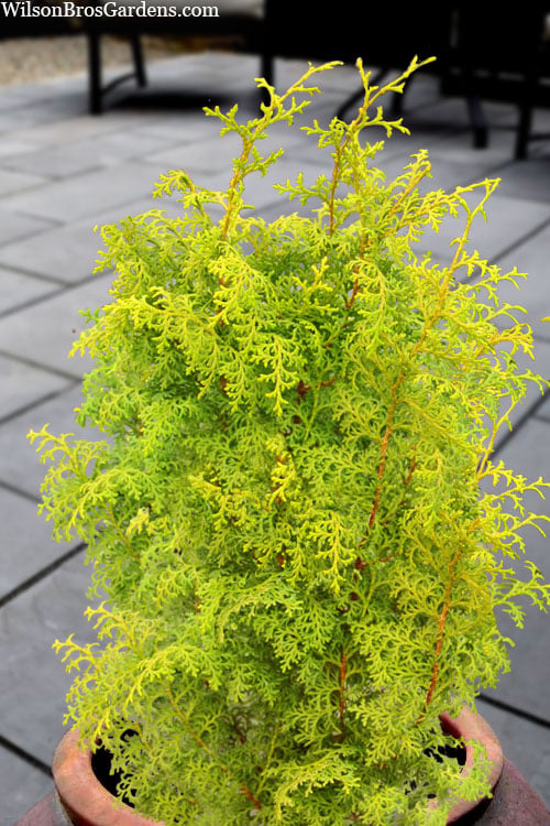  Spirited Golden Hinoki Cypress - 3 Gallon Pot