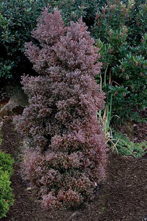  Red Star Cedar - 5 Gallon Pot 