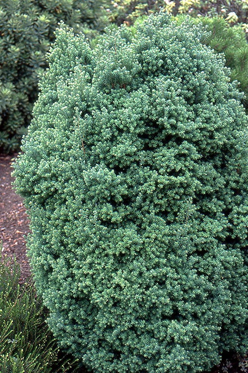  Red Star Cedar - 5 Gallon Pot 