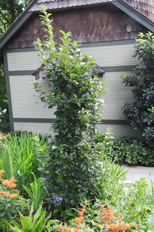 Tokyo Tower Chinese Fringe Tree (Chionanthus Retusus) - 7 Gallon Pot (6-7')