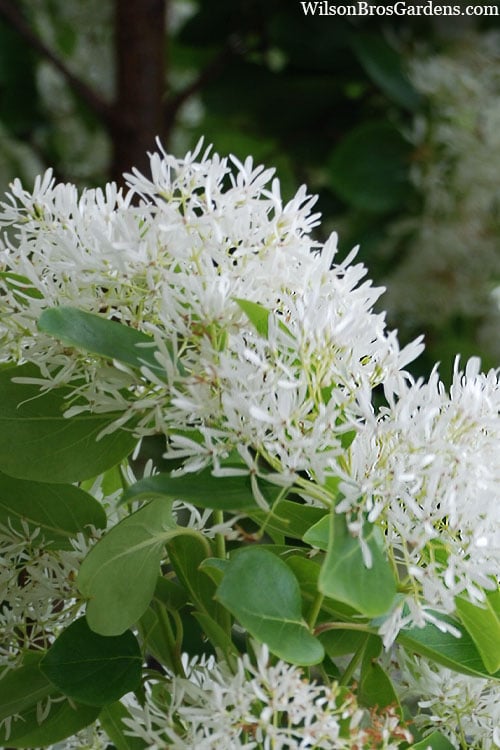  Tokyo Tower Chinese Fringe Tree (Chionanthus Retusus) - 7 Gallon Pot (6-7')