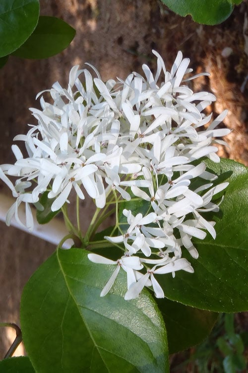  Tokyo Tower Chinese Fringe Tree (Chionanthus Retusus) - 7 Gallon Pot (6-7')