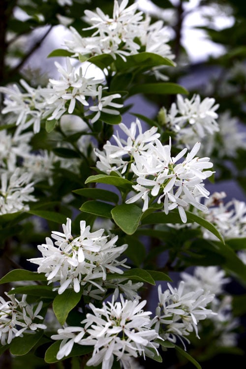  Tokyo Tower Chinese Fringe Tree (Chionanthus Retusus) - 7 Gallon Pot (6-7')