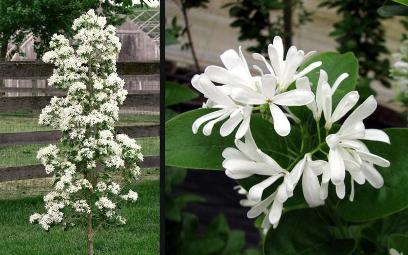  Tokyo Tower Chinese Fringe Tree (Chionanthus Retusus) - 7 Gallon Pot (5-6') 