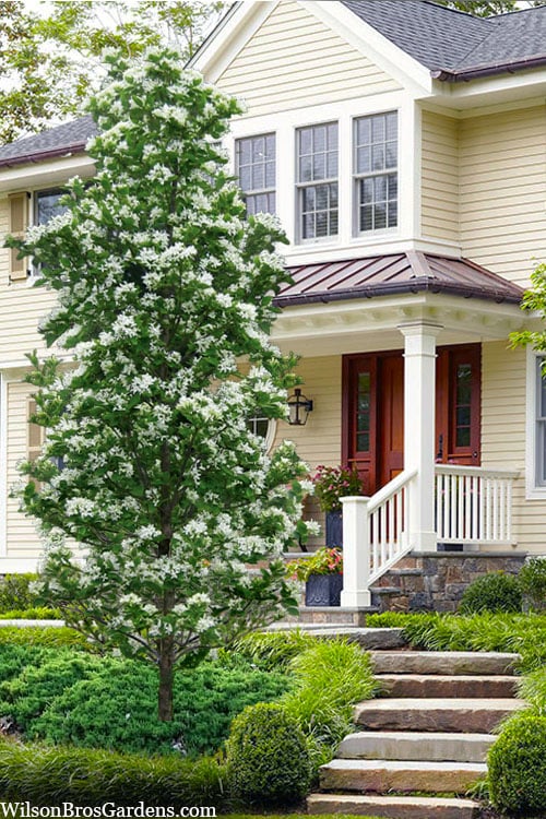  Tokyo Tower Chinese Fringe Tree (Chionanthus Retusus) - 7 Gallon Pot (4-5')