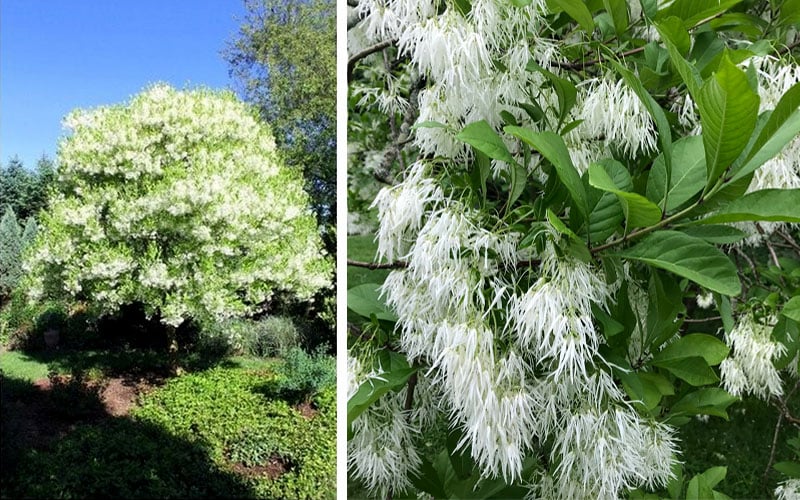  Grancy Graybeard - White Fringe Tree - 7 Gallon Pot (2-3')