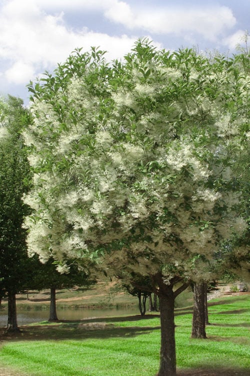  Grancy Graybeard - White Fringe Tree - 7 Gallon Pot (2-3')