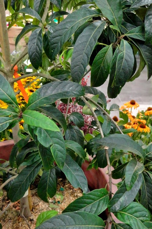  Spring Fleecing Fringe Tree (Chionanthus Virginicus) - 7 Gallon Pot (4-5') 
