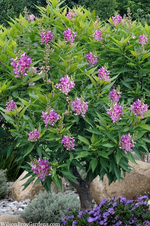  El Nino Desert Orchid (Chitalpa) - 3 Gallon Pot 