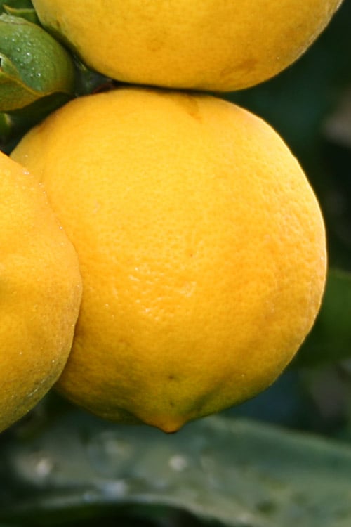 Meyer Lemon Tree (Citrus X Meyeri) - 5 Gallon Pot