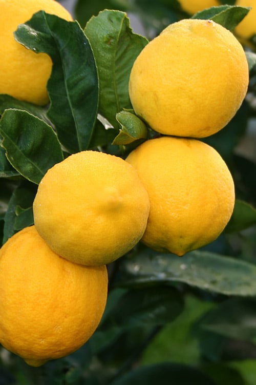  Meyer Lemon Tree (Citrus X Meyeri) - 5 Gallon Pot