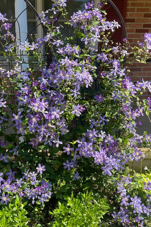  Arabella Clematis - 1 Gallon Pot 