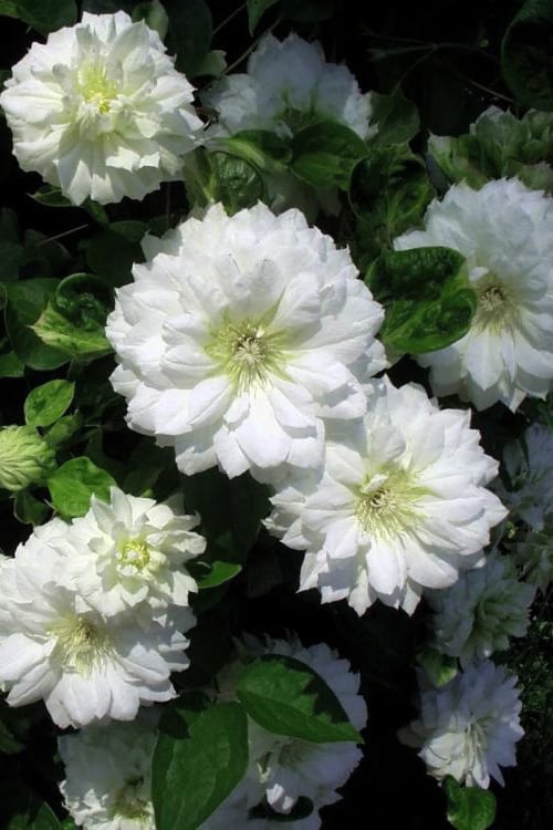  Duchess Of Edinburgh Clematis - 2 Gallon Pot