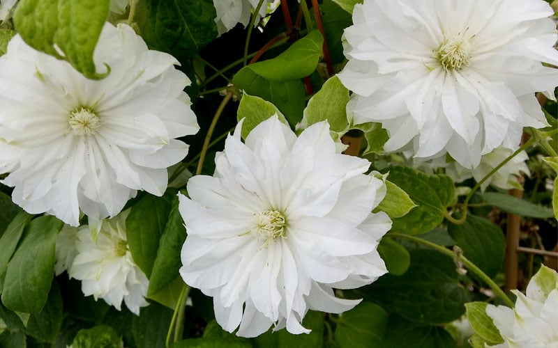  Duchess Of Edinburgh Clematis - 2 Gallon Pot