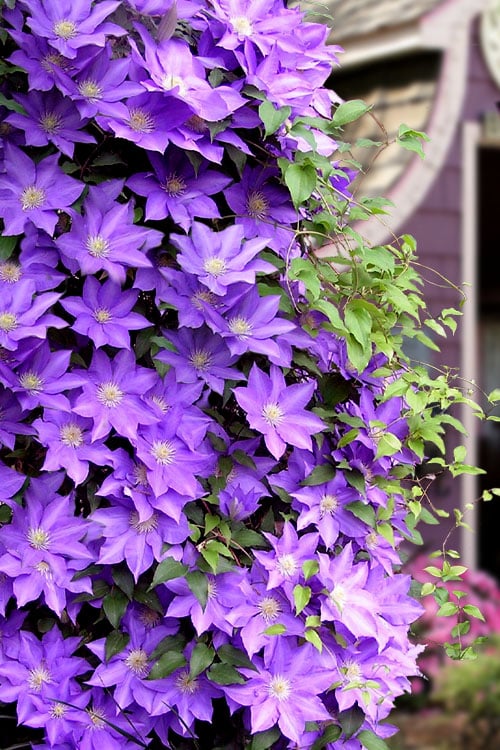  General Sikorski Clematis - 1 Gallon Pot