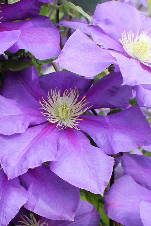  General Sikorski Clematis - 1 Gallon Pot