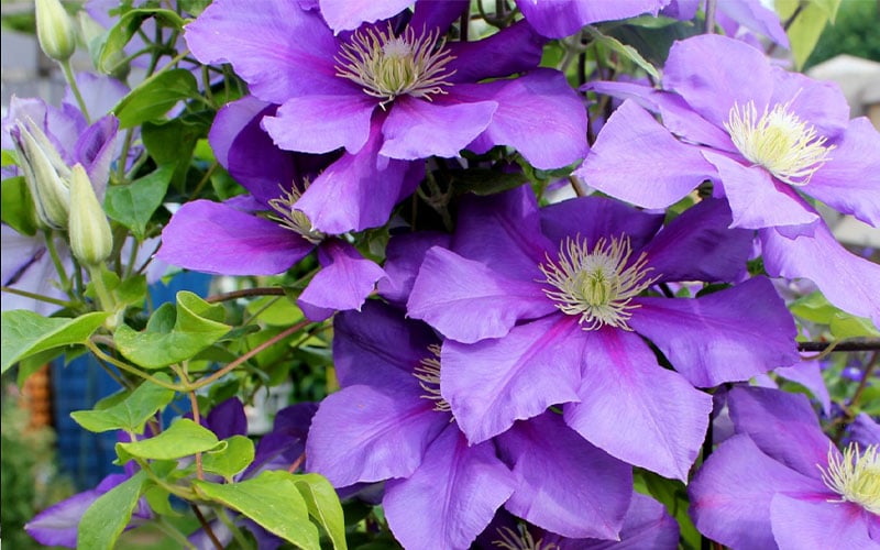  General Sikorski Clematis - 1 Gallon Pot