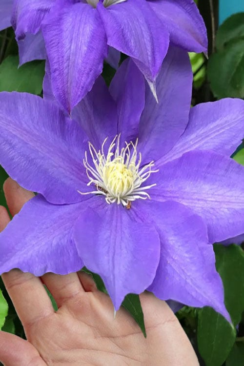  H. F. Young Clematis - 1 Gallon Pot