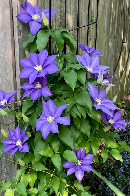  H. F. Young Clematis - 1 Gallon Pot