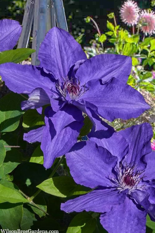 Lindsay Clematis - 1 Gallon Pot 