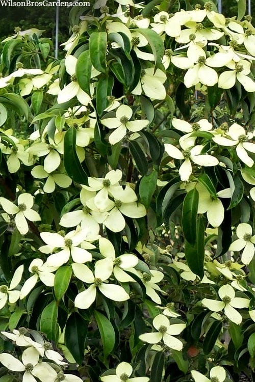  Bernice Evergreen Dogwood Tree (Cornus Angustata) - 2 Gallon Pot