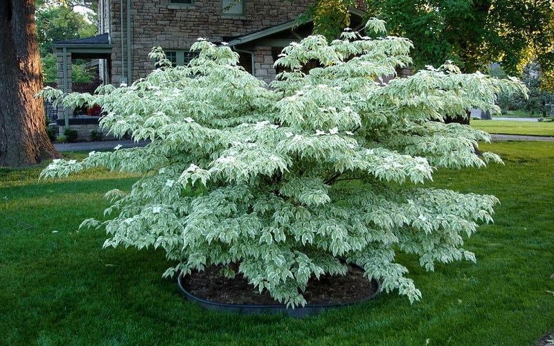  Wolf Eyes Variegated Kousa Dogwood - 5 Gallon Pot