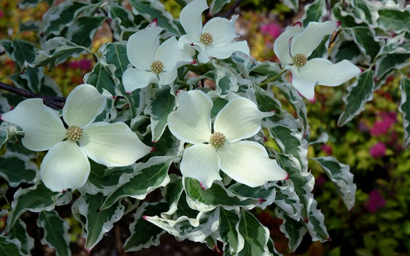  Wolf Eyes Variegated Kousa Dogwood - 5 Gallon Pot