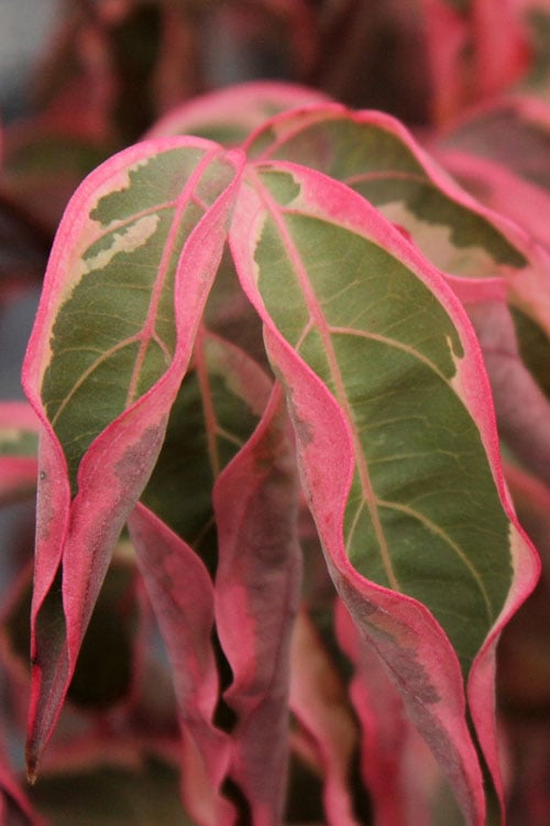  Wolf Eyes Variegated Kousa Dogwood - 5 Gallon Pot