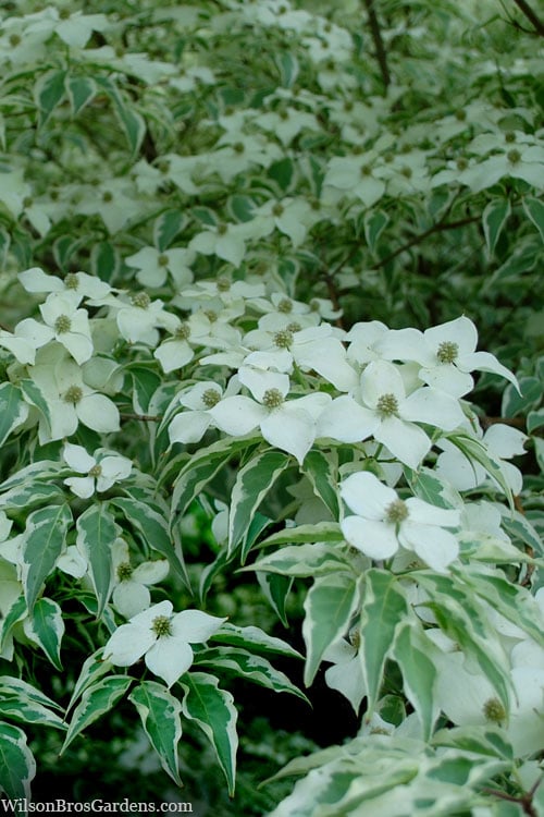  Wolf Eyes Variegated Kousa Dogwood - 5 Gallon Pot