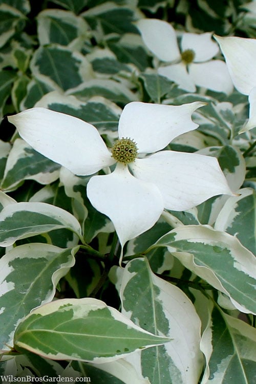 Wolf Eyes Variegated Kousa Dogwood - 5 Gallon Pot