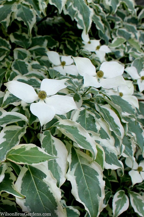  Wolf Eyes Variegated Kousa Dogwood - 5 Gallon Pot