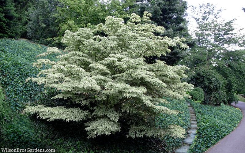  Wolf Eyes Variegated Kousa Dogwood - 5 Gallon Pot