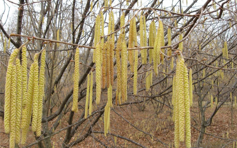  American Hazelnut (Filbert) - 1 Gallon Pot
