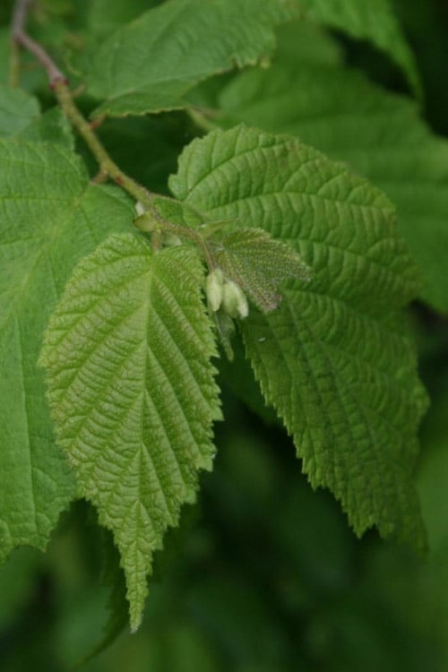  American Hazelnut Filbert (Corylus Americana) - 3 Pack Of 1.5 Quart Pots
