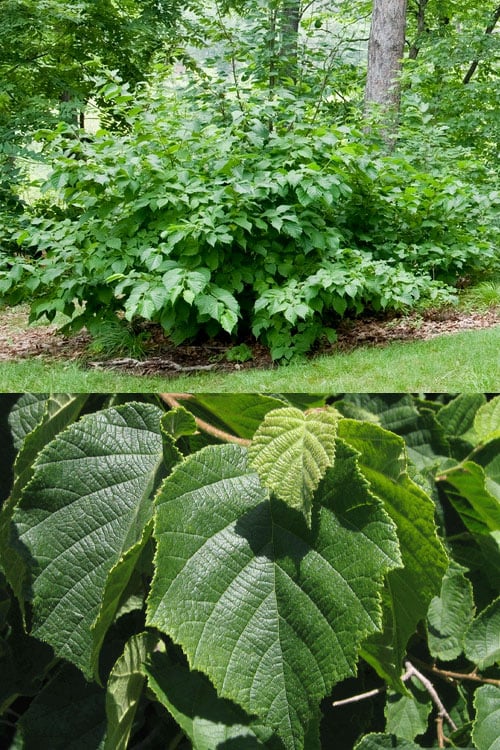  American Hazelnut (Filbert) - 1 Gallon Pot