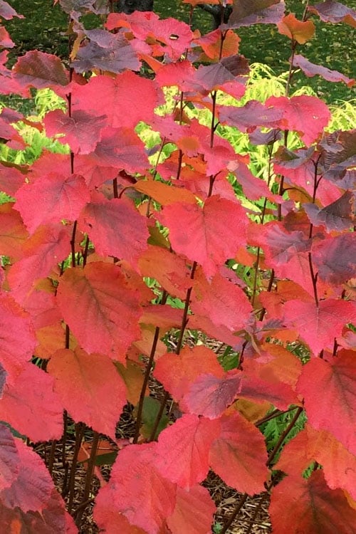  American Hazelnut Filbert (Corylus Americana) - 3 Pack Of 1.5 Quart Pots