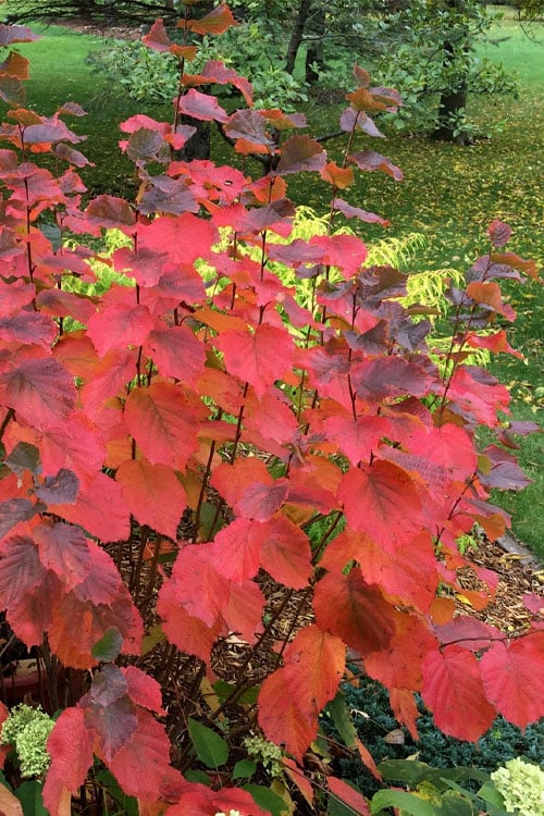  American Hazelnut Filbert (Corylus Americana) - 3 Pack Of 1.5 Quart Pots