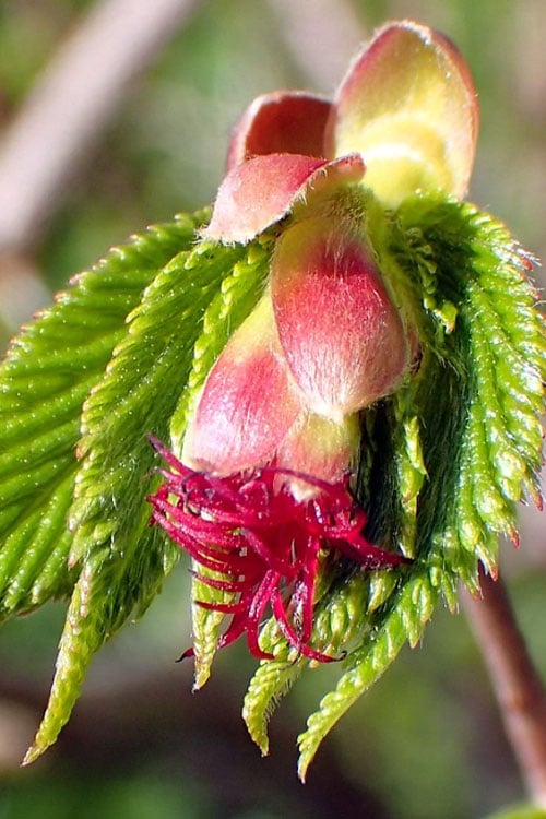  American Hazelnut (Filbert) - 1 Gallon Pot