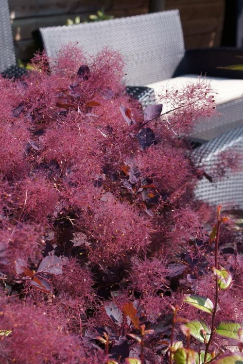  Dusky Maiden Smoke Tree (Single Trunk Topiary) - 7 Gallon Pot (3-4') 