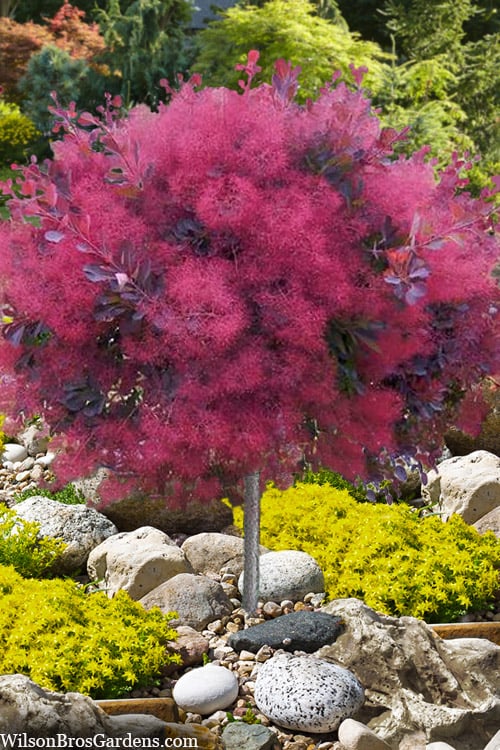  Dusky Maiden Smoke Tree (Single Trunk Topiary) - 7 Gallon Pot (4-5')