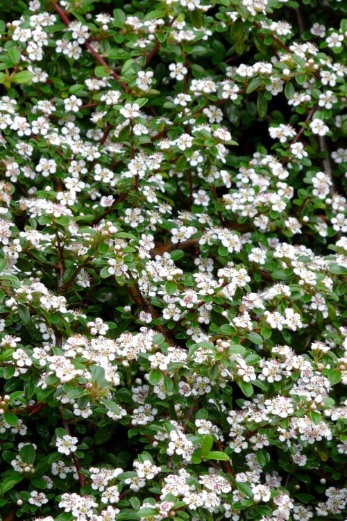  Streib's Findling Cotoneaster - 1 Gallon Pot