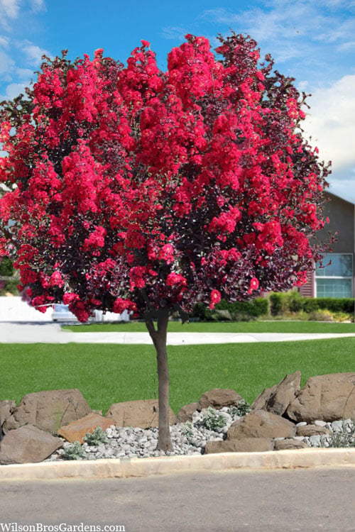  Double Dynamite Crape Myrtle Tree (Single Trunk Tree) - 7 Gallon Pot (5-6')