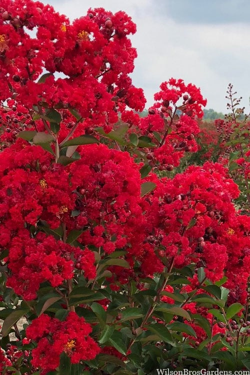  Miss Frances Red Crape Myrtle (Single Trunk Topiary Tree) - 5 Gallon Pot