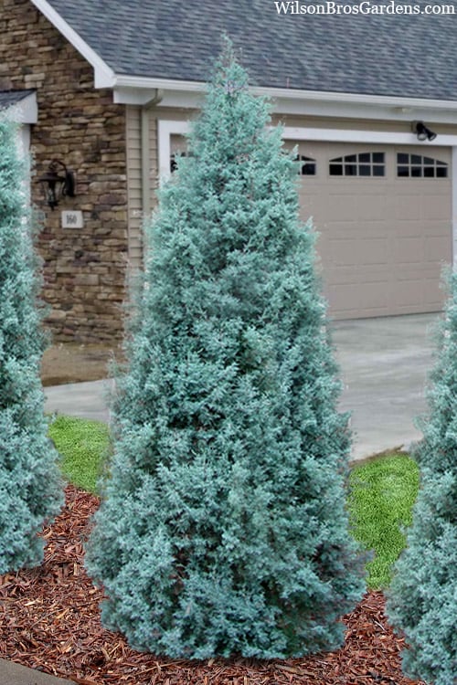  Blue Ice Arizona Cypress - 3 Gallon Pot