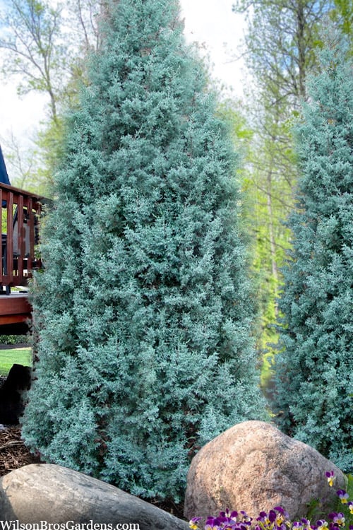  Blue Ice Arizona Cypress - 3 Gallon Pot
