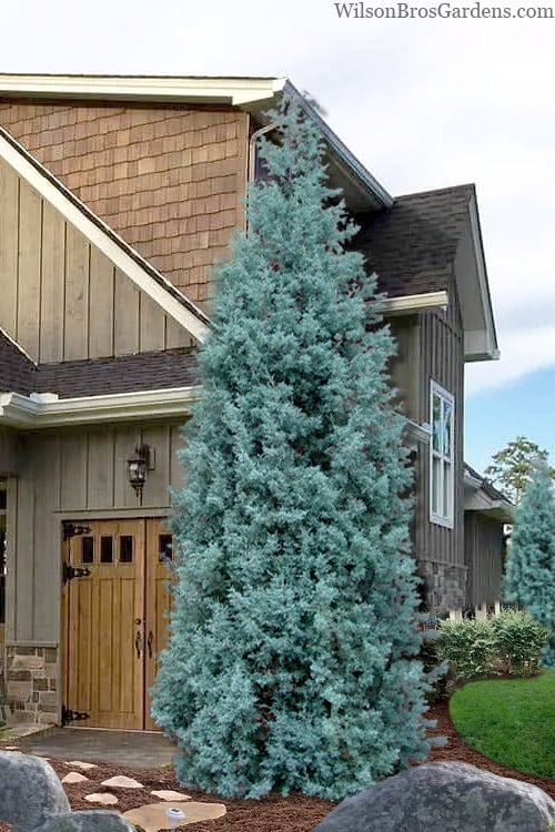 Blue Ice Arizona Cypress - 7 Gallon Pot (5-6')
