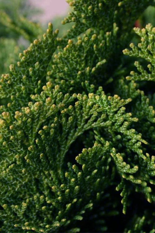  Dwarf Hinoki Cypress (Chamaecyparis Obtusa 'Nana Gracilis') - 3 Gallon Pot